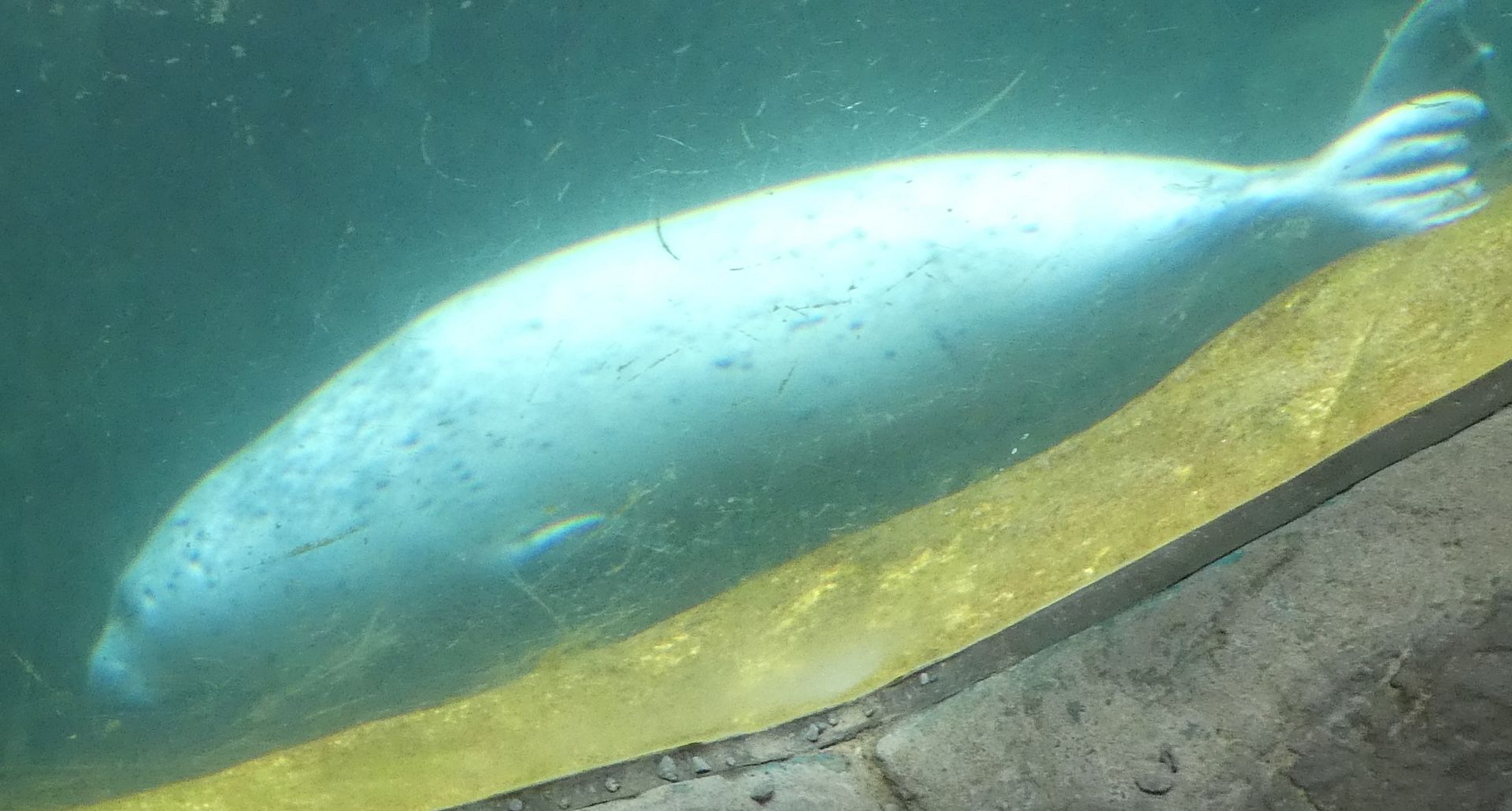 Oregon Coast Aquarium Some seals (photo diary)